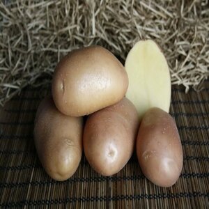 Семенной картофель Ажур 4 кг