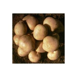 Семенной картофель для посадки Елизавета, 2 кг