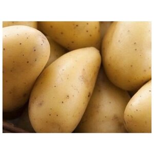 Семенной картофель для посадки Гулливер 2 кг