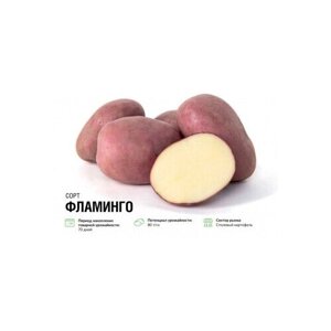Семенной картофель Фламинго 2 кг
