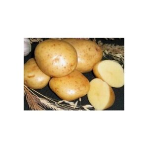 Семенной картофель Гала 10 кг
