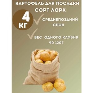 Семенной картофель "Лорх" 4 кг