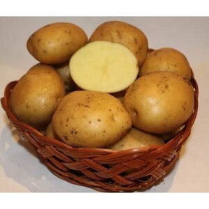 Семенной картофель Метеор 2 кг