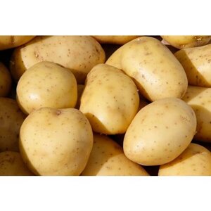 Семенной картофель Вега 4 кг