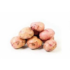 Семенной картофель Жуковский ранний 4 кг