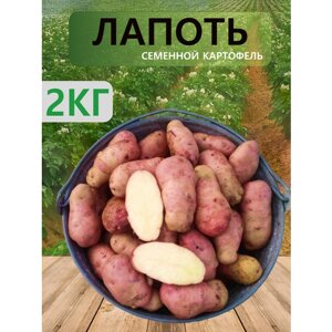 Семенной селекционный картофель Лапоть, репродукция Супер Элита, 2 кг
