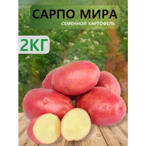 Семенной селекционный картофель Сарпо Мира, репродукция Супер Элита, 2 кг