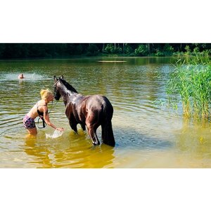 Сертификат Индивидуальное купание с лошадью для 1 чел. (1 час) (Московская область)