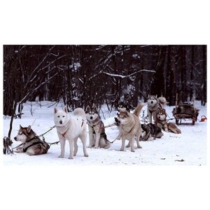Сертификат в подарочной упаковке Экскурсия к северным оленям и собакам, 1 взрослый + 2 детей в выходной день (Московская область)