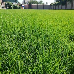 Смесь семян газонных трав Бархатный газон, образуют густой прочный изумрудно-зеленый бархатистый травяной покров, 500 гр семян