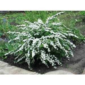 Спирея ниппонская Сноумаунд Spiraea nipponica Snowmound