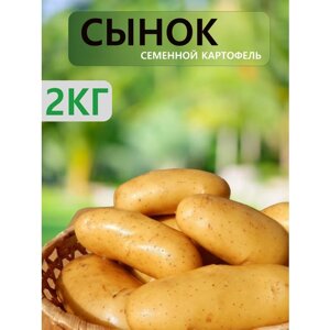 "Сынок"Семенной картофель "Суперэлита", 2 кг