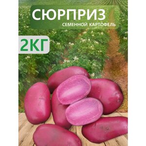 "Сюрприз"Семенной картофель "Суперэлита", 2 кг