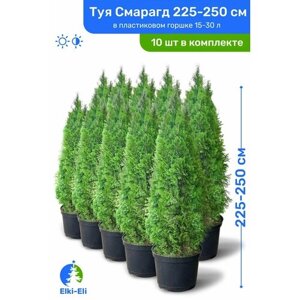 Туя западная Смарагд 225-250 см в пластиковом горшке 30-90 л, саженец, хвойное живое растение, комплект из 10 шт