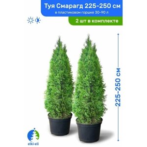 Туя западная Смарагд 225-250 см в пластиковом горшке 30-90 л, саженец, хвойное живое растение, комплект из 2 шт