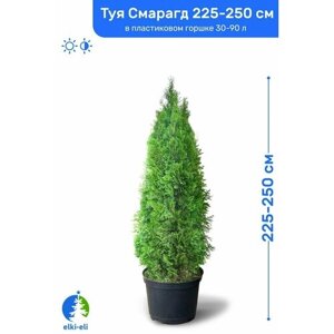 Туя западная Смарагд 225-250 см в пластиковом горшке 30-90 л, саженец, хвойное живое растение