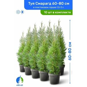 Туя западная Смарагд 60-80 см в пластиковом горшке 1,5-3 л, саженец, хвойное живое растение, комплект из 10 шт