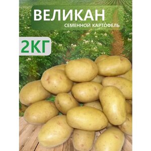 "Великан"Семенной картофель "Суперэлита", 2 кг