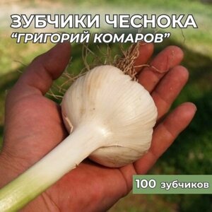Зубчики чеснока на посадку "Григорий Комаров" 100шт