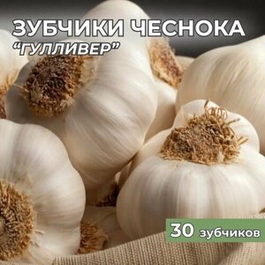 Зубчики чеснока на посадку "Гулливер" 30шт