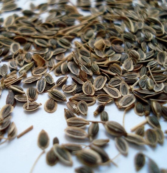 Укроп семена 1 кг (8149в1) от компании choko-city - фото 1