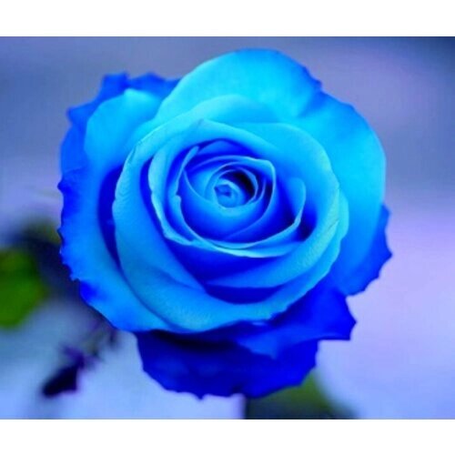 Алмазная мозаика/ 30х30 см/ полное заполнение/ на подрамнике/ Синяя роза от компании М.Видео - фото 1