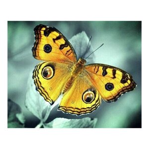 Алмазная мозаика картина стразами Бабочка,30х30 см