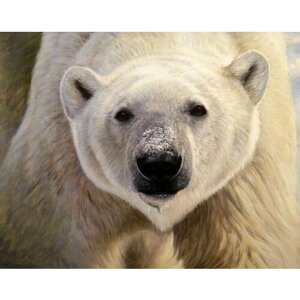 Алмазная мозаика картина стразами Белый медведь, 40х50 см