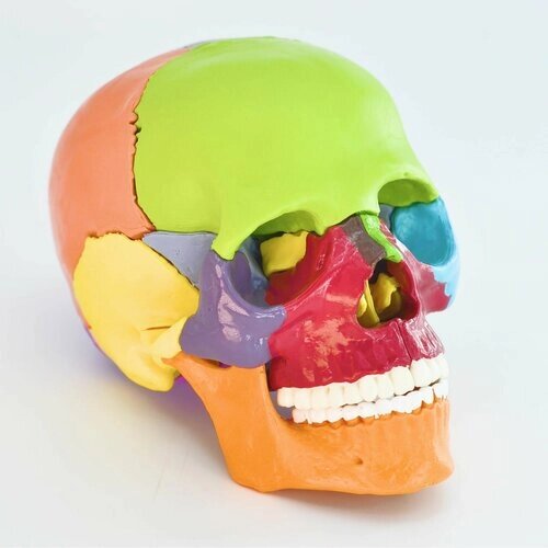 Анатомическая модель человеческого черепа цветная/ 15 частей/ 1:2 от компании М.Видео - фото 1