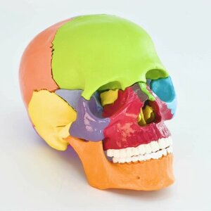 Анатомическая модель человеческого черепа цветная/ 15 частей/ 1:2