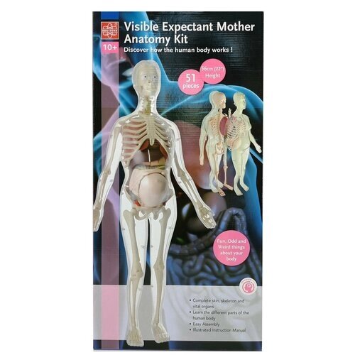 Анатомический набор EDU-TOYS (органы, скелет 56см, беременная жен.) MK064 от компании М.Видео - фото 1