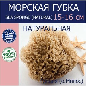 Губка морская натуральная Milos, HONEYCOMB, 15-16 см Греция (о. Милос)