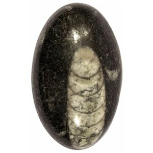 Кабошон Ортоцерас, природный, 34х21х8 мм, вес камня 9 грамм