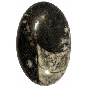 Кабошон Ортоцерас, природный, 35х23х6 мм, вес камня 7 грамм