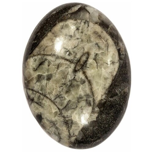 Кабошон Ортоцерас, природный, 35х26х7 мм, вес камня 9 грамм