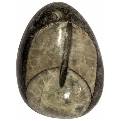 Кабошон Ортоцерас, природный, 35х26х9 мм, вес камня 12 грамм
