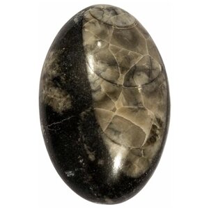 Кабошон Ортоцерас, природный, 36х24х7 мм, вес камня 10 грамм
