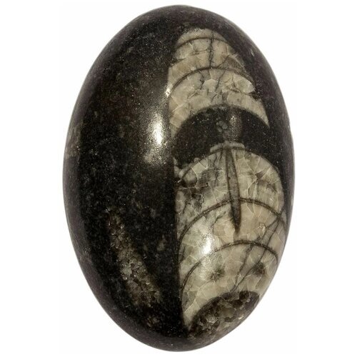 Кабошон Ортоцерас, природный, 36х24х8 мм, вес камня 11 грамм
