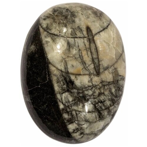 Кабошон Ортоцерас, природный, 36х27х8 мм, вес камня 12 грамм