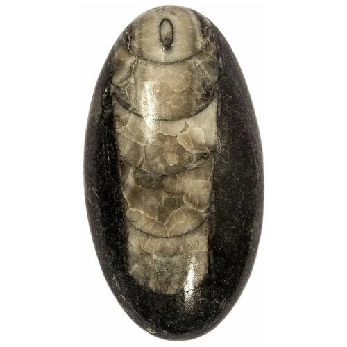 Кабошон Ортоцерас, природный, 37х20х6 мм, вес камня 7 грамм