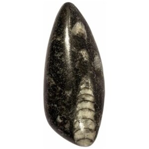 Кабошон Ортоцерас, природный, 39х16х6 мм, вес камня 5 грамм