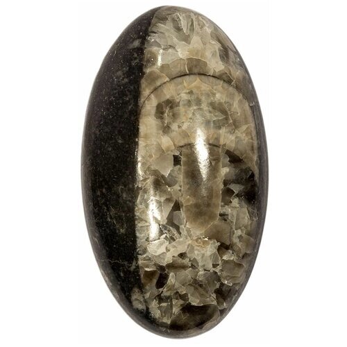 Кабошон Ортоцерас, природный, 43х24х9 мм, вес камня 14 грамм