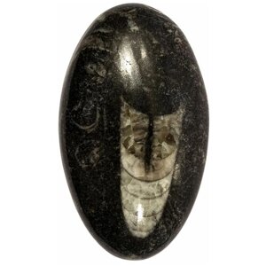 Кабошон Ортоцерас, природный, 45х26х7 мм, вес камня 13 грамм