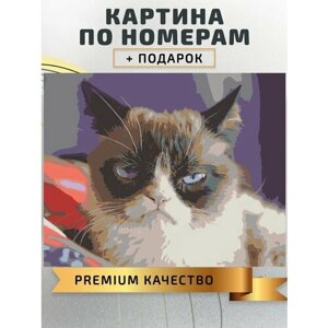 Картина по номерам Строгий кот мем /Angry Cat холст на подрамнике 50*40