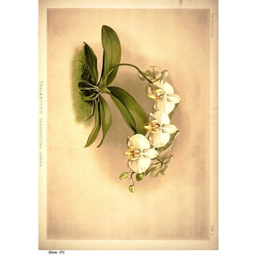 Картинки для декупажа на рисовой бумаге A4 1175 цветы орхидеи винтаж Milotto от компании М.Видео - фото 1