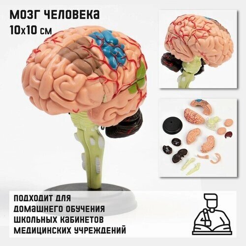 Макет Мозг человека разборный, 10*10 см от компании М.Видео - фото 1