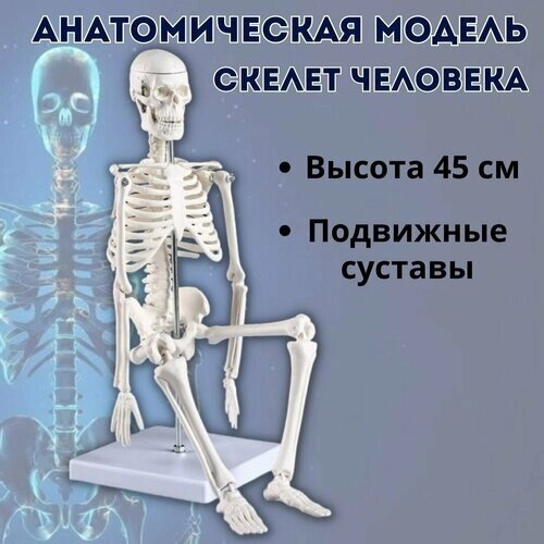 Макет "Скелет человека" 45 см Globusoff от компании М.Видео - фото 1