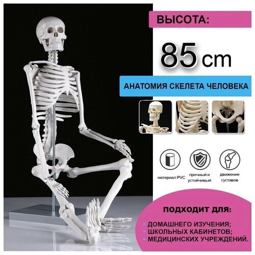 Макет "Скелет человека" 85см от компании М.Видео - фото 1