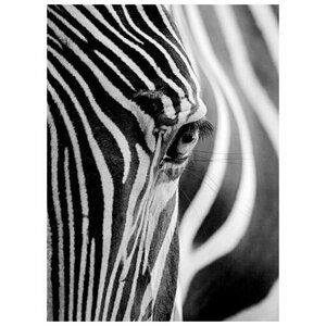 "Набор алмазной мозаики Взгляд зебры, размер 37х50см, 28 цветов"