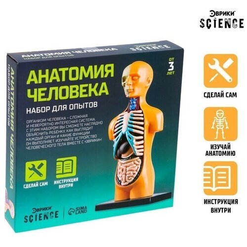 Набор для опытов «Анатомия человека» от компании М.Видео - фото 1